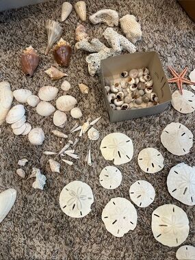 Mixed Seashell & Sand Dollar Lot - Natural White and Tan